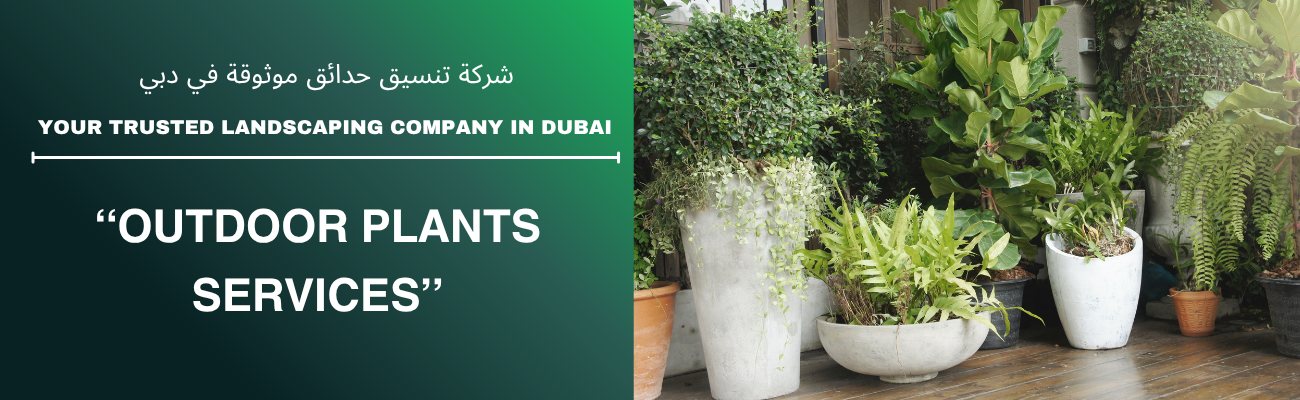 Outdoor Plants